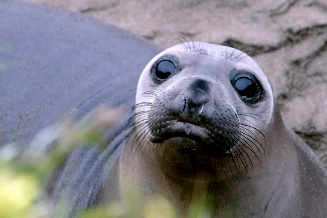 Bird flu kills 13,000 seal pups on remote Australian island