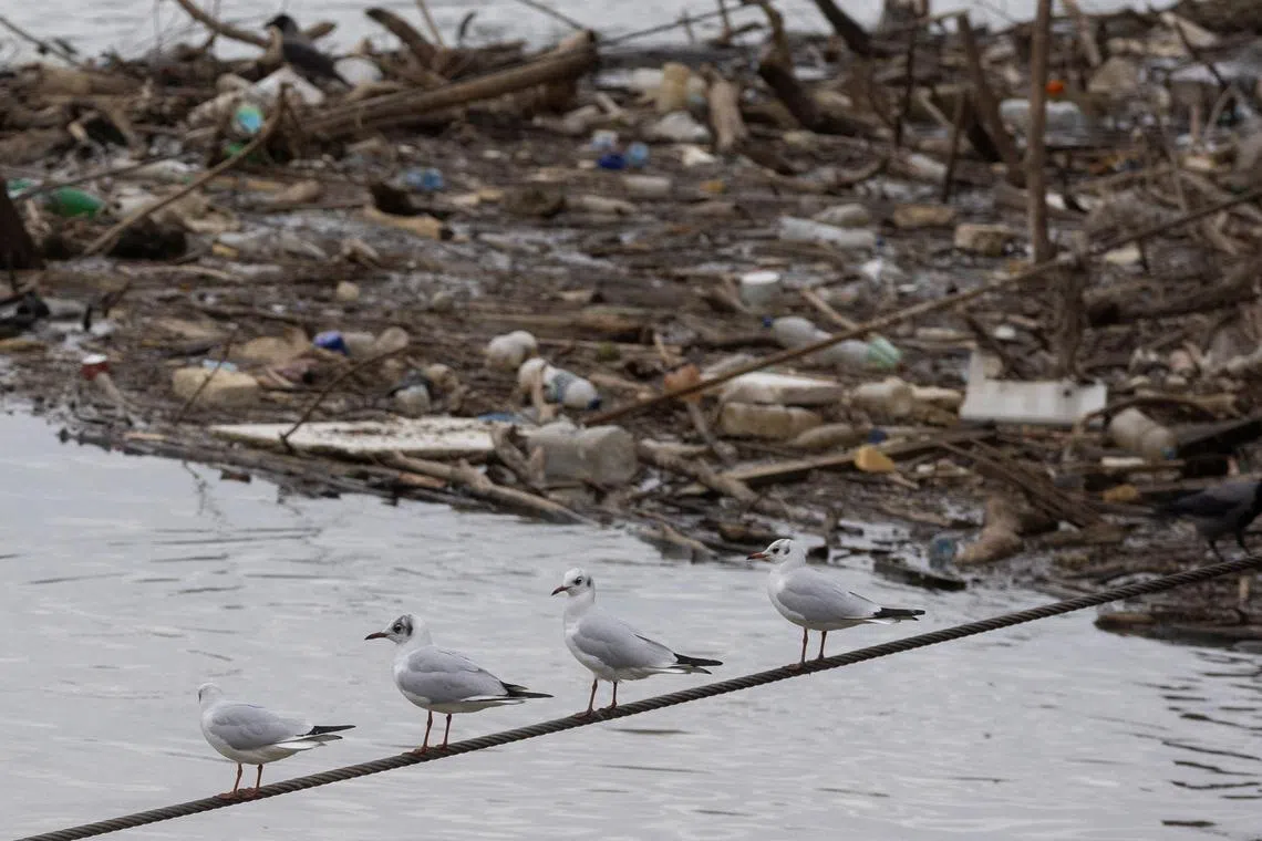 FILE PHOTO: Seagulls sit above the Sava River in Belgrade, Serbia, February 10, 2024. REUTERS/Djordje Kojadinovic/ File Photo