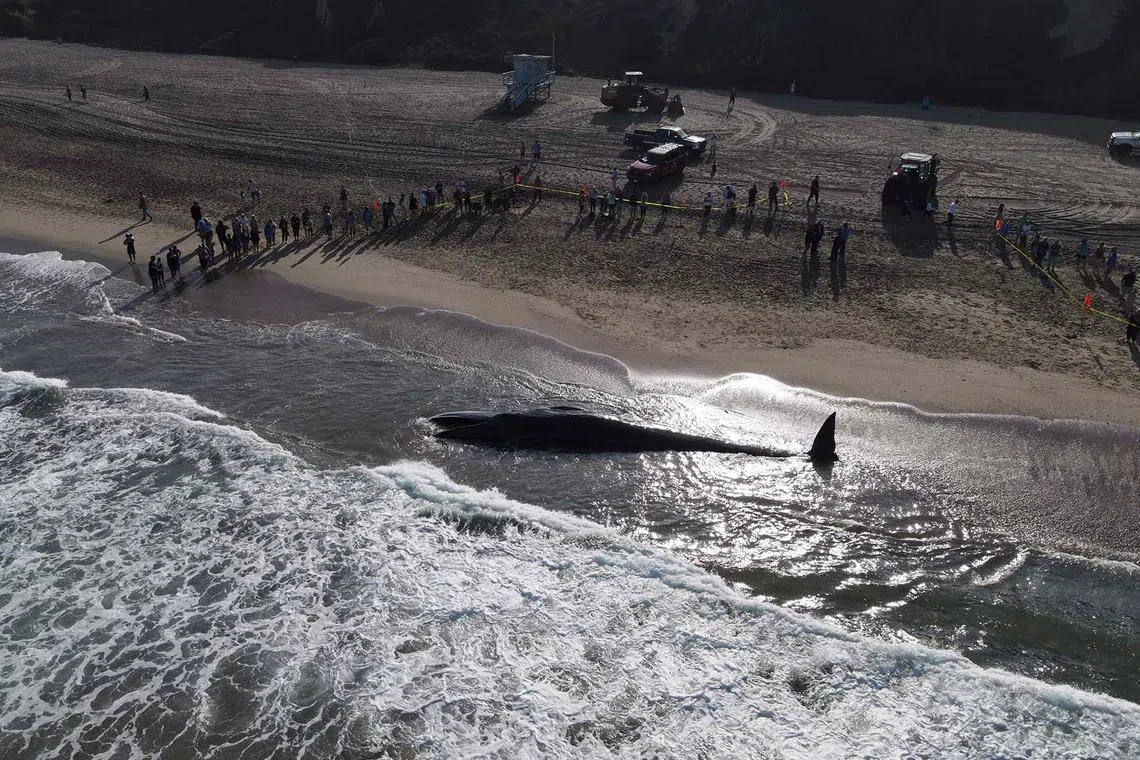 An aerial view showing a juvenile fin whale which died on the shore in Torrance, California, on Aug 11, 2024. The fin whale is the second largest whale, second only to the blue whale. 