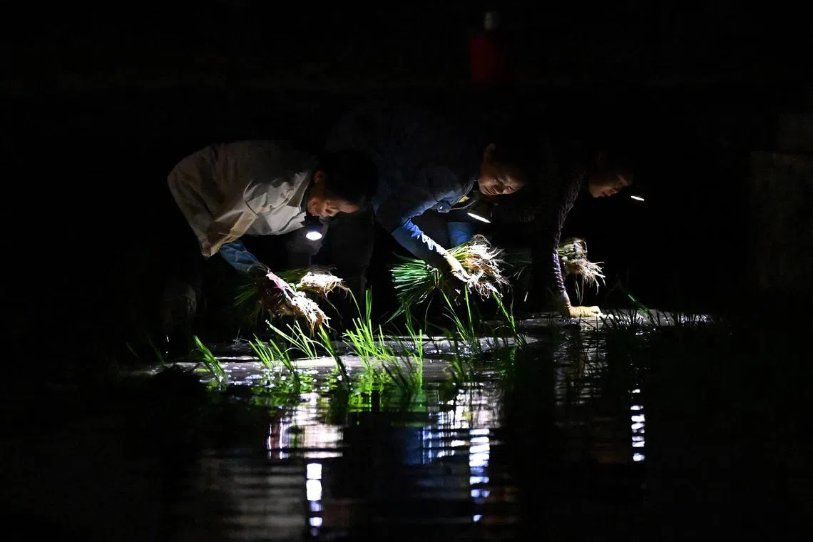 Farmers planting rice on a paddy field at night-time in Hanoi. For countless farmers in north and central Vietnam, planting in the dark has become a saviour during increasingly hot summers as South and Southeast Asia nations battle record-high temperatures this year. 