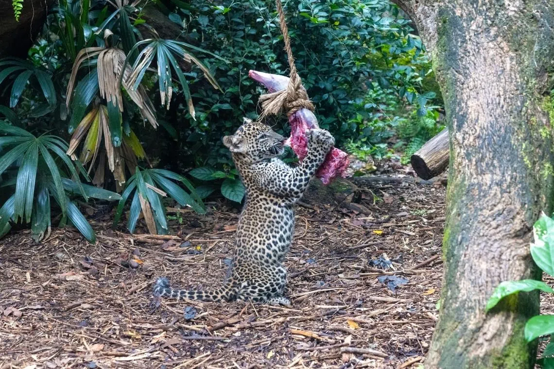 A cub investigates a piece of meat suspended from a tree – one of the several enrichment items in the exhibit designed to keep the cats mentally and physically stimulated.