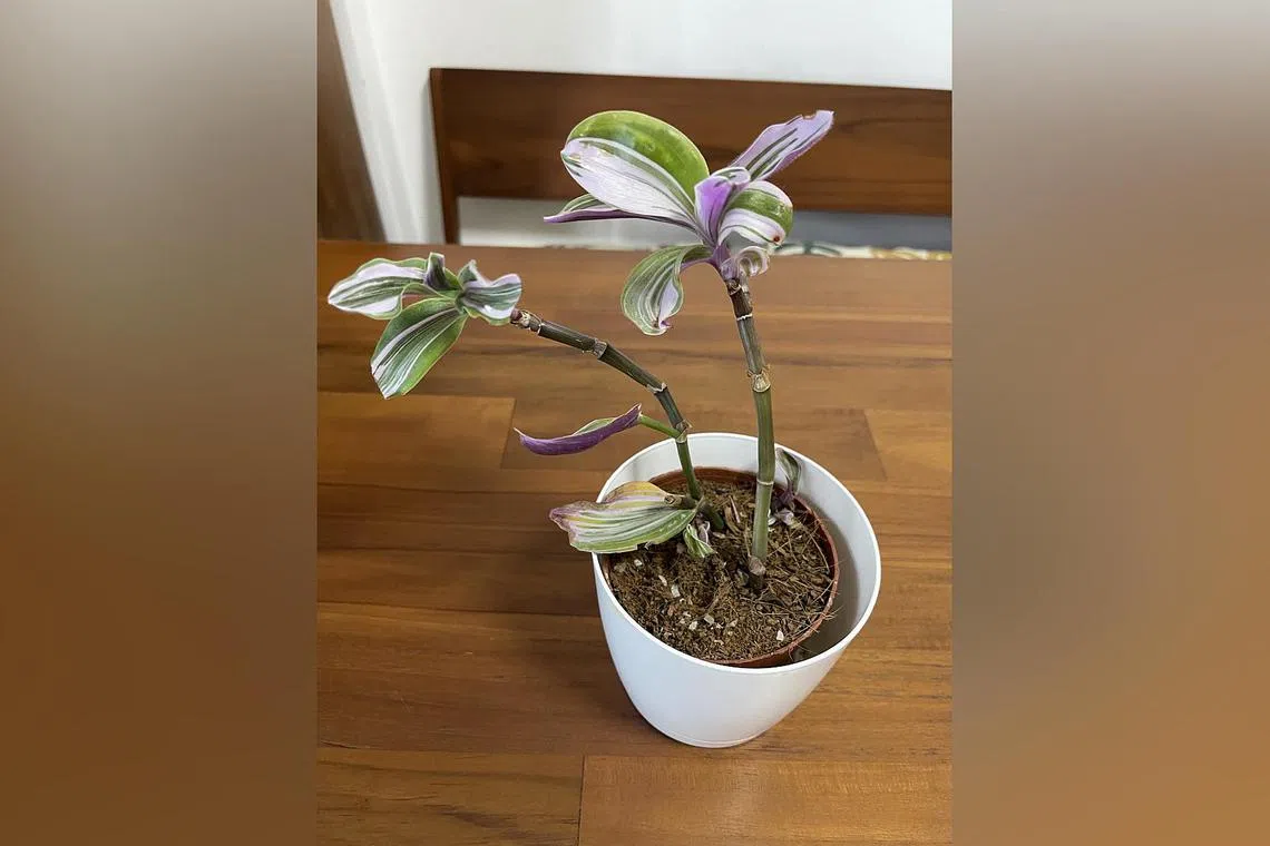 The Fantasy Venice is not easy to grow in Singapore, as it cannot be kept too dry or moist.