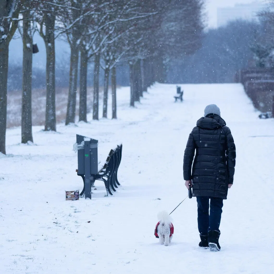 A woman walking her dog through a park in Frankfurt, Germany, on Jan 6.