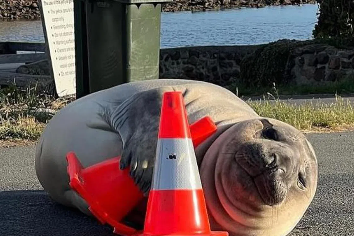 Neil the seal has been a frequent visitor of Dunalley and other towns nearby because of their proximity to the sea.