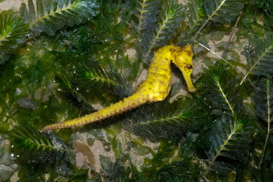 Estuarine seahorse (Hippocampus kuda), a species of fish which can be found all around Singapore, in seagrass beds in shallow freshwater.