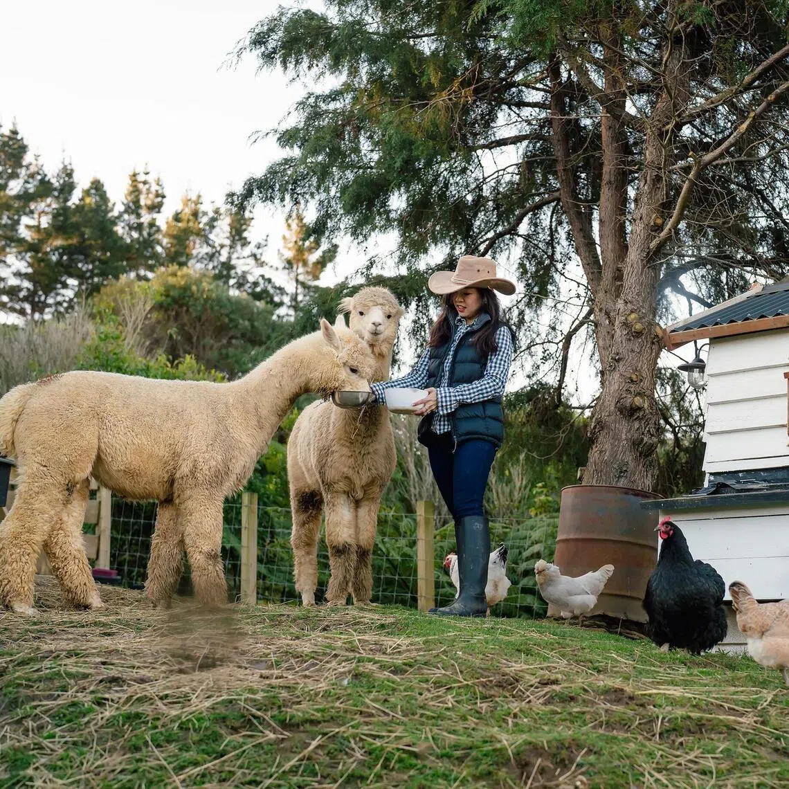 sstiny27 - Priscilla Tan Tiny Home NZ_Farm AnimalsCredit: Courtesy of Priscilla Tan