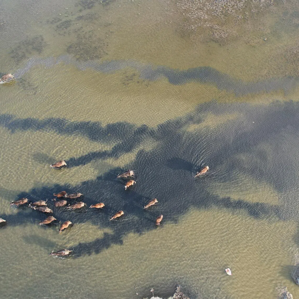 A drone view shows water buffaloes wading through shallow waters at the Chibayish marshes in Dhi Qar province, Iraq, May 7, 2026. REUTERS/Thaier Al-Sudani