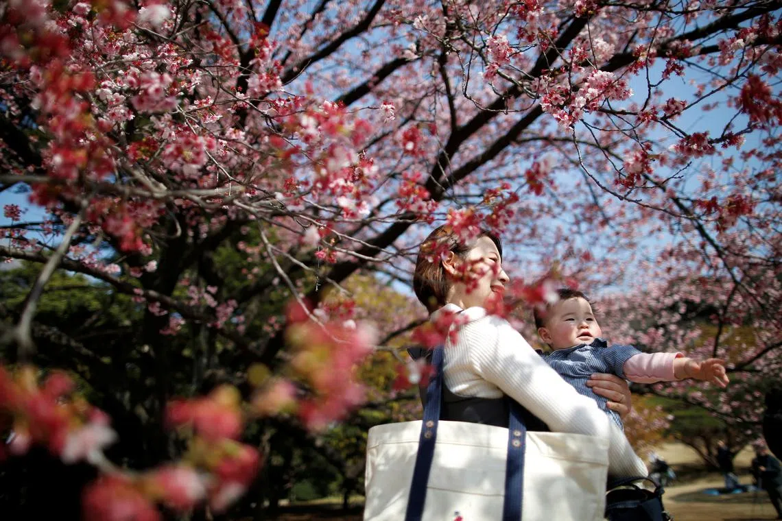 A seven-month-old baby and her mother look at early flowering Kanzakura cherry blossoms in full bloom at the Shinjuku Gyoen National Garden in Tokyo, Japan March 14, 2018.  REUTERS/Issei Kato