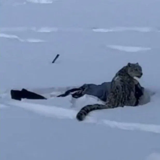 According to media reports, the tourist had severe facial injuries, and could suffer disfigurement.