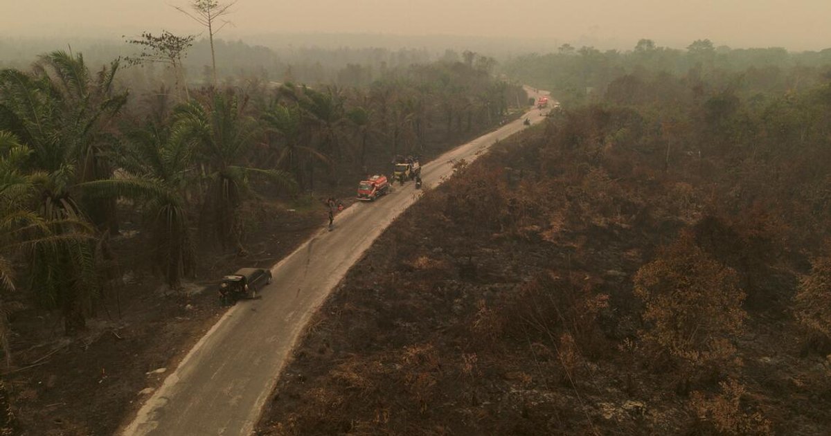 Indonesia haze threatens tiny bugs that power palm oil output