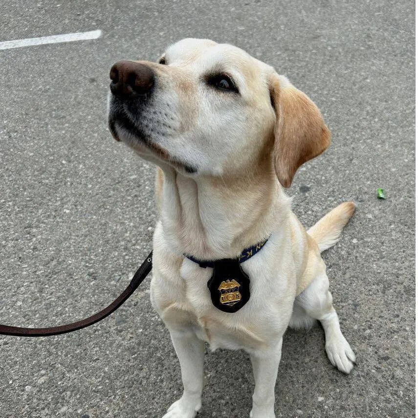 A Los Angeles County Sheriff’s Department K-9 team (left) works security at the SoFi Stadium. Kali (right), a five-year-old Labrador Retriever, works as an Alcohol, Tobacco, Firearms and Explosives agent.