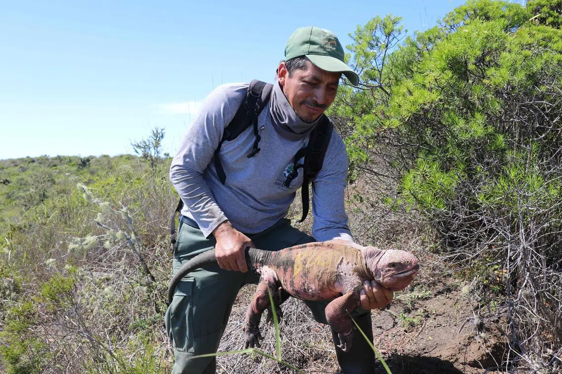 This handout picture released on December 20, 2022 by Parque Nacional Galapagos shows an employee of the park holding a pink iguana (Conolophus marthae) at the Wolf Volcano in Isabela Island, Galapagos, Ecuador, on August 10, 2021. - An expedition of scientists and park rangers found for the first time baby pink iguanas, a unique species that inhabits the fragile ecosystem of the Galapagos Islands, authorities reported Tuesday December 20, 2022. (Photo by PARQUE NACIONAL GALAPAGOS / AFP) / RESTRICTED TO EDITORIAL USE - MANDATORY CREDIT "AFP PHOTO / PARQUE NACIONAL GALAPAGOS" - NO MARKETING NO ADVERTISING CAMPAIGNS - DISTRIBUTED AS A SERVICE TO CLIENTS