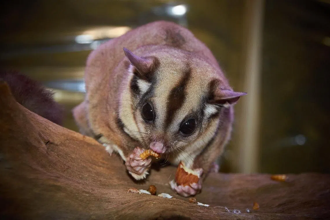 The woman alegedly attempted to hide the animal in her clothing during security checks.
