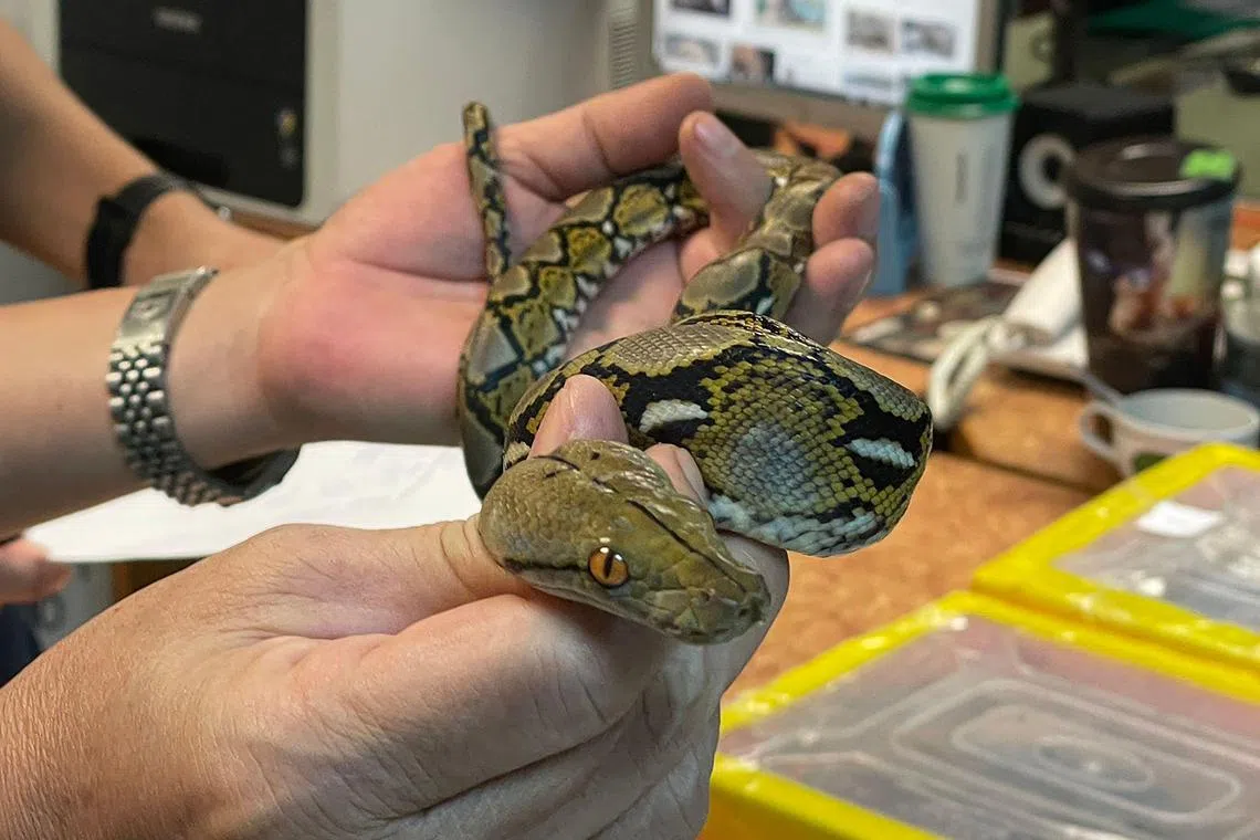 Mongolian man caught trying to smuggle Komodo dragons, pythons out of ...