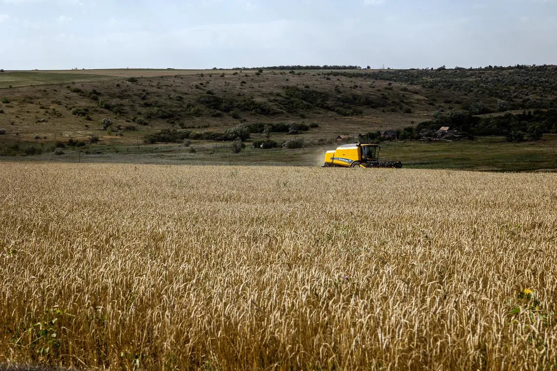 Wheat is harvested on a farm near Chasiv Yar, in eastern Ukraine, on Aug 25, 2022. 