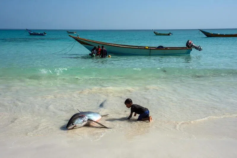 A boy looking at a thresher shark On the Yemeni island of Socotra, sometimes called  the "Galapagos Islands" of the Indian Ocean for its rich biodiversity.