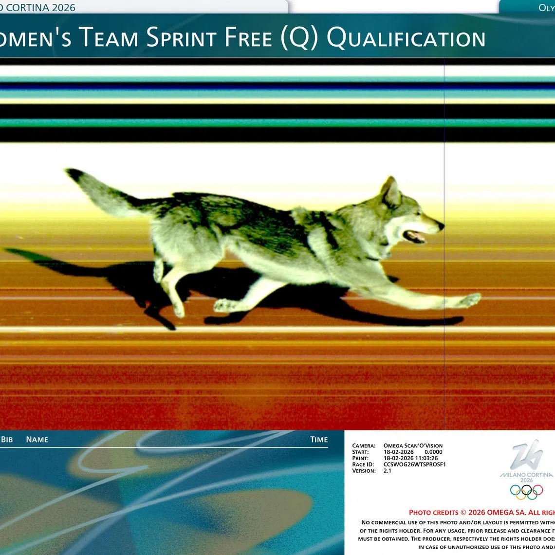 An Omega photo-finish camera captures a dog crossing the cross-country skiing finish line after it ran onto the course during the competition. 