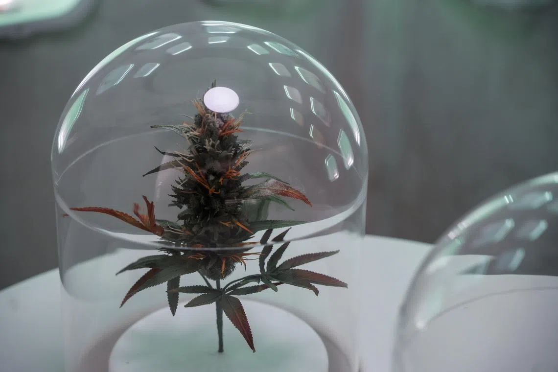 straitstimes.com - Thailand plans to update medical cannabis framework after US eases restrictions