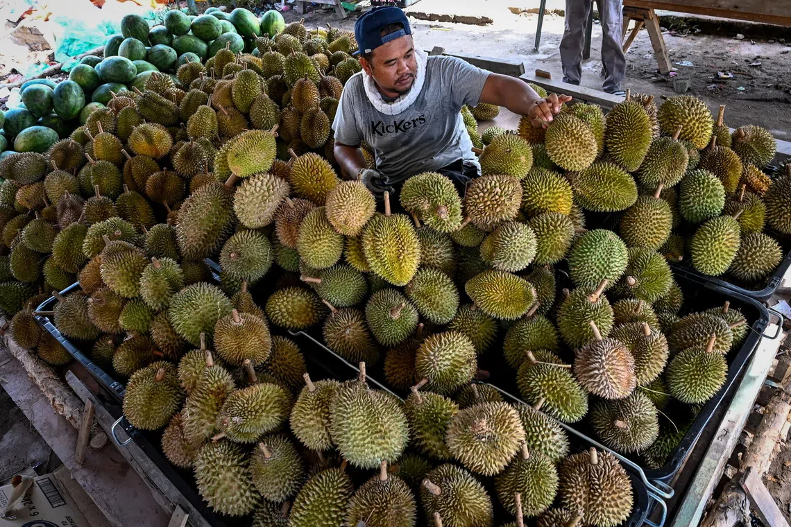 The race to crown Malaysia’s national fruit is heating up, with durian and pineapple emerging as the two leading contenders.
