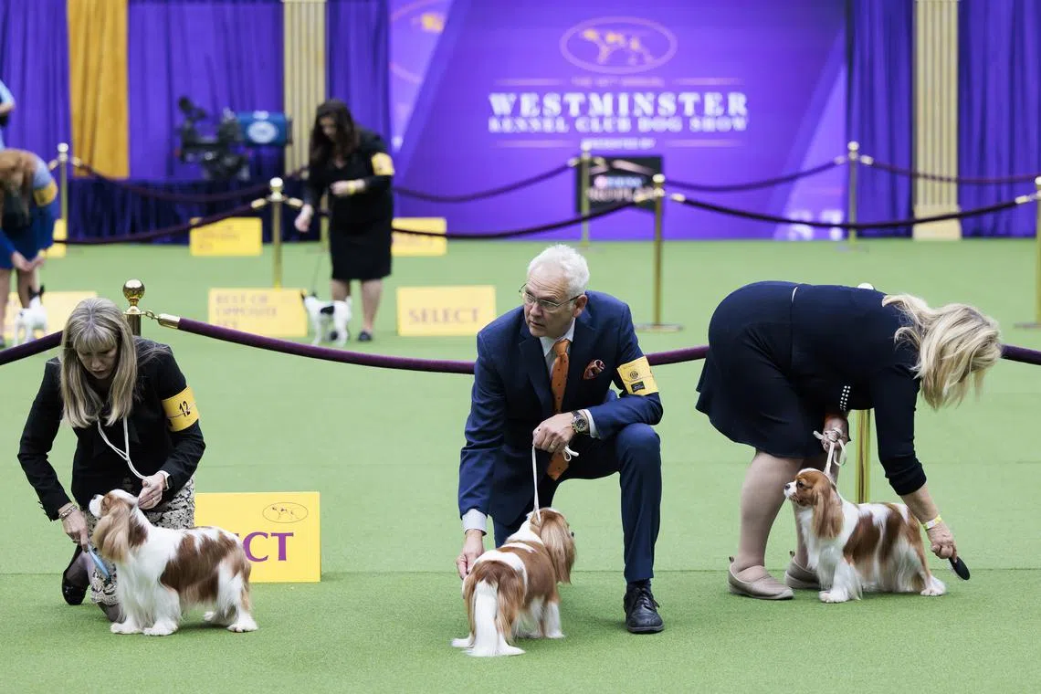 Cavalier King Charles Spaniels and the handlers during breed judging at the 147th annual Westminster Kennel Club Dog Show being held at the USTA Billie Jean King National Tennis Center in New York, USA, May 8, 2023. 