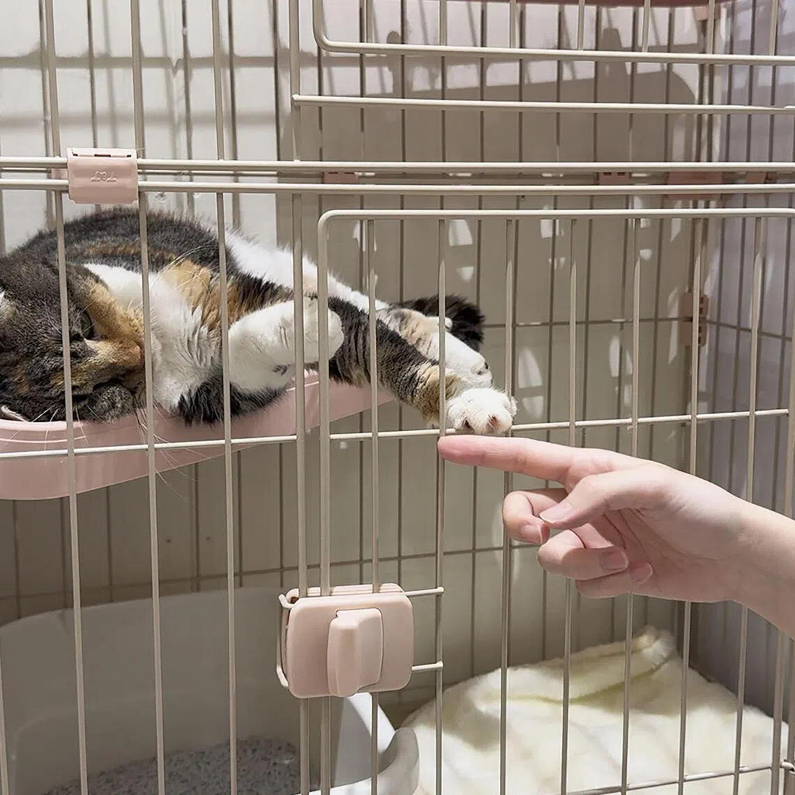 A cat is seen in this handout photo after it and two dozen others were rescued from a cat cafe inside a mall hit by a massive quake on July 28.