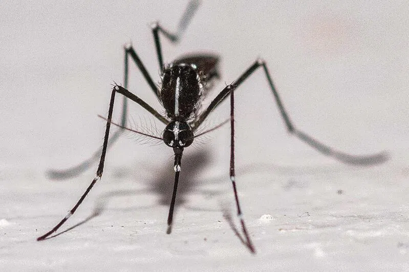 Along with Antarctica, Iceland has long been one of the few places on earth without a mosquito population.
