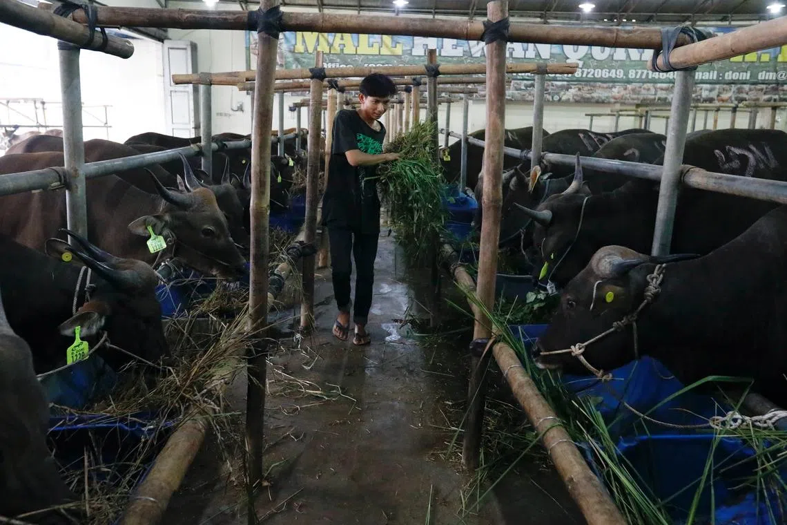 FILE PHOTO: A worker feeds the cows at a cattle shop in Depok on the outskirts of Jakarta, Indonesia, June 14, 2022. REUTERS/Ajeng Dinar Ulfiana/File Photo