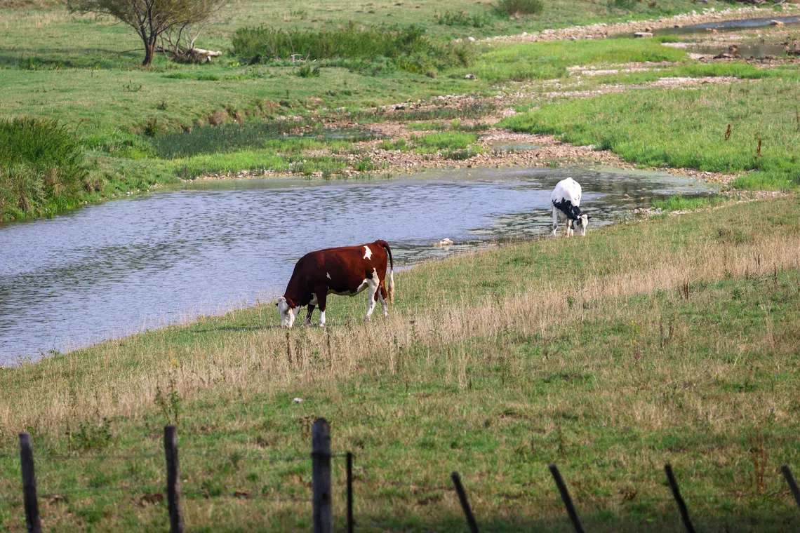 Shamonda is a livestock virus that reached Europe this year decades after first being detected in Nigeria.