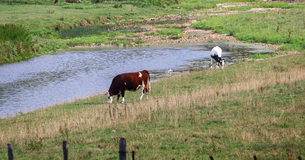 Explainer: What is Shamonda virus and what are the risks to humans and animals?