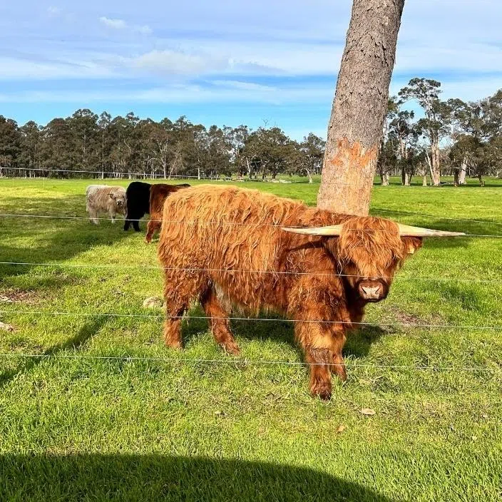 Highland cows (right) at 8 Paddocks. Western Australia's South West region can be divided into four sub-regions and explored on a five-day road trip.