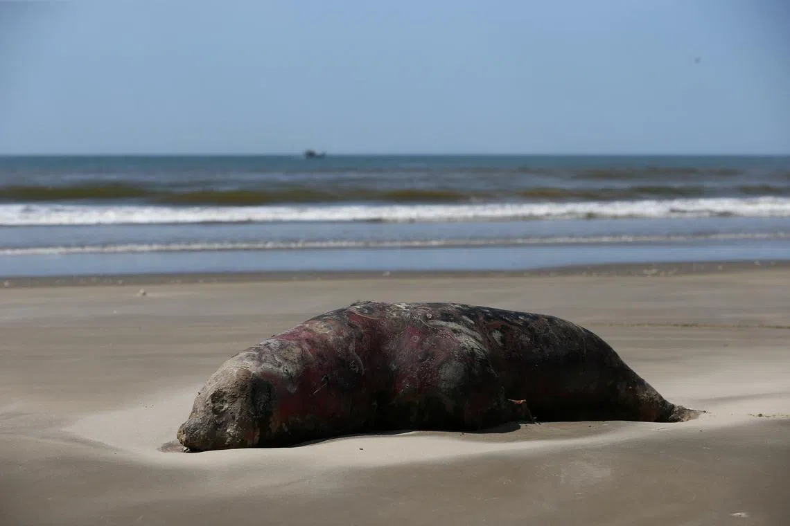 A dead sea lion seen on a beach during an outbreak of bird flu in Sao Jose do Norte, Brazil, on Nov 21.