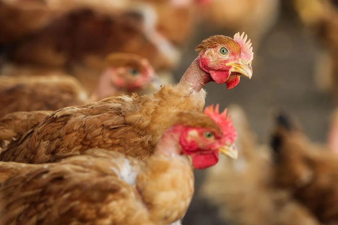 Tests confirmed the H7N6 subtype of bird flu at a rural chicken farm in the Otago region, Biosecurity New Zealand said in a statement.