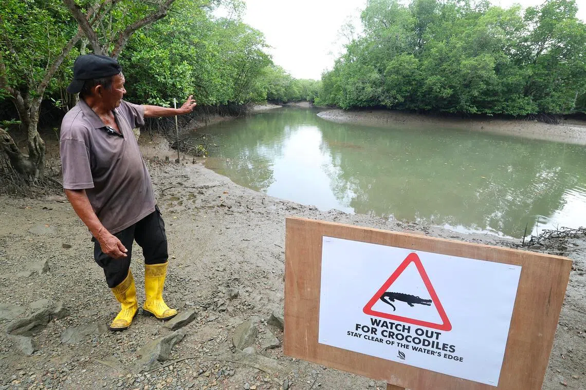 Signs warning members of the public about crocodile sightings have been put up around Pulau Ubin.