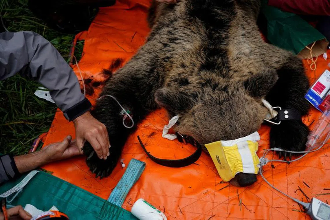 A female Iberian brown bear, the first to be captured in decades, lies anaesthetised while veterinarians perform a health check-up as part of a special program monitoring and protecting the species, in Villarino, Spain, September 8, 2021. REUTERS/Juan Medina