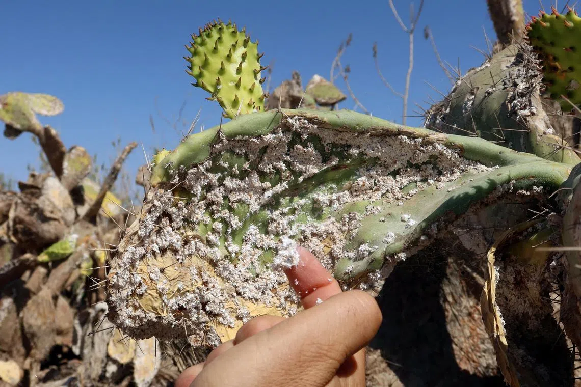 A Tunisian expert in agriculture policies, Faouzi Zayani, inspects a prickly pear plantation infested with cochineal insects, in Sfax, Tunisia  July 19, 2024. REUTERS/Jihed Abidellaoui 