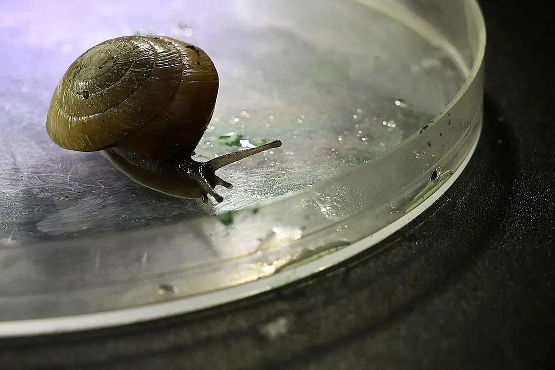 Once thought lost, the greater Bermuda land snail has "officially been saved from extinction".