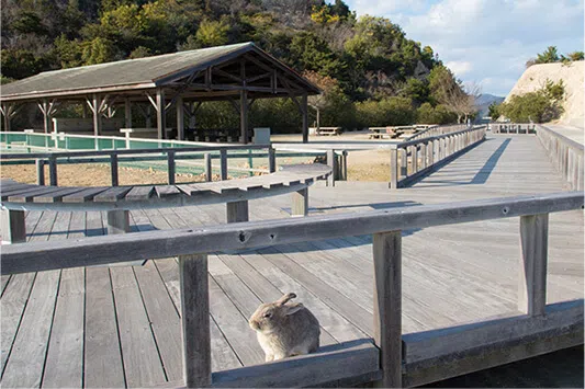 Japan’s ‘rabbit island’ considers introducing tourist tax following increased littering
