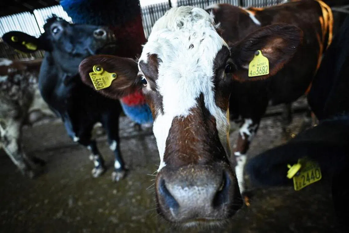 Dairy cows scratch themselves on a rotating cattle brush as they stand in their barn, after leaving the milking parlour, at Stapleton Farm, Berry Down near Barnstaple, Devon, south west England, on January 16, 2025. In a field in south west England where his dairy cows graze, Adam Stanbury tells AFP that the government's new farm tax, coupled with existing economic headwinds, risks his business and many others. The 55-year-old, the third generation to farm this land near Barnstaple in Devon, last month joined hundreds of other farmers in driving their tractors to London for an unprecedented protest in front of Downing Street. (Photo by JUSTIN TALLIS / AFP)