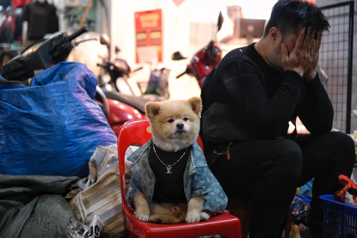 A dog dressed in a shirt and chain sits beside its owner along a bustling street in Hanoi's Old Quarter, on Dec 27, 2024.