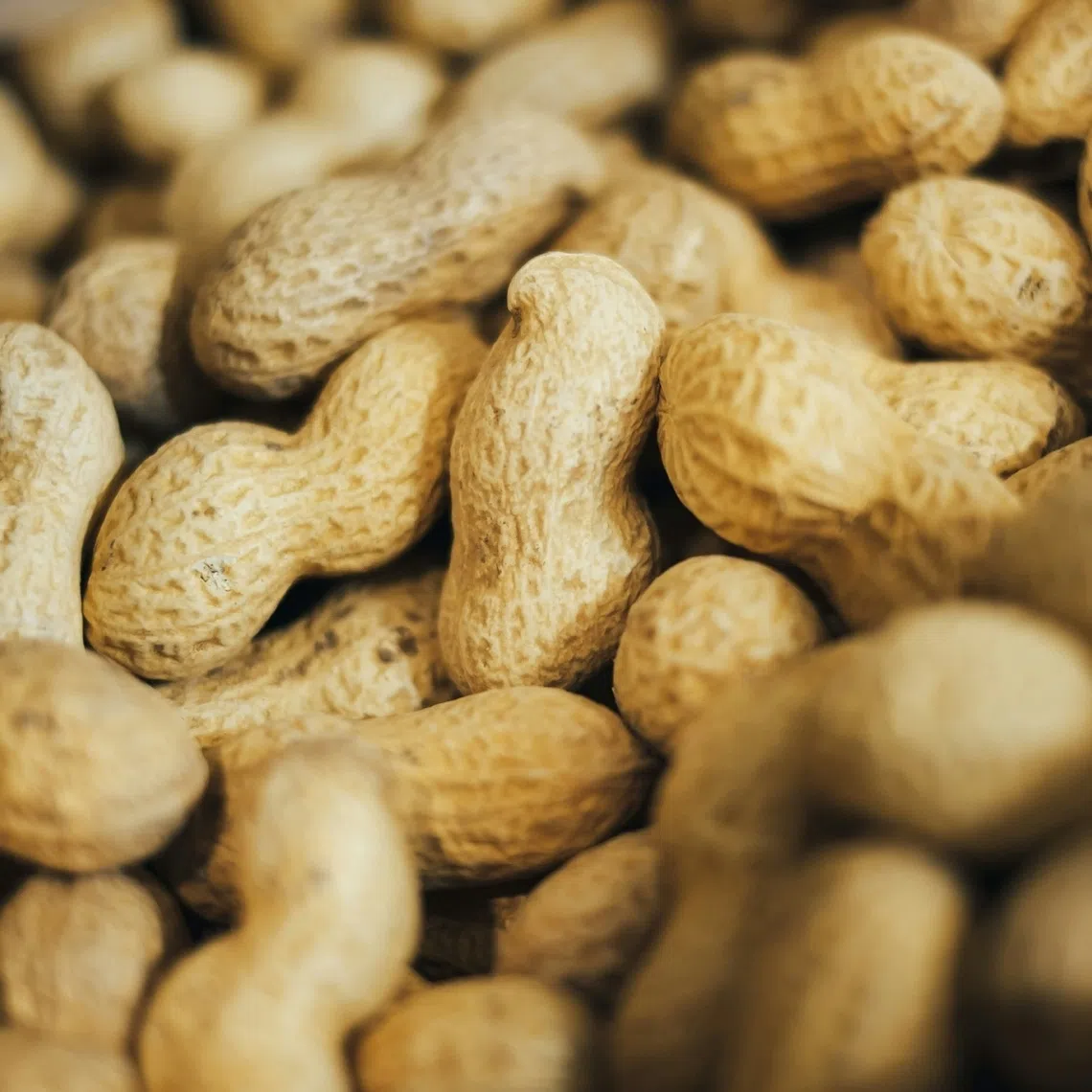 Researchers recruited 10 young adults with severe peanut allergies who reacted to mere traces of peanuts and had them swallow frozen “poop pills” from donors with healthy gut microbiomes. 