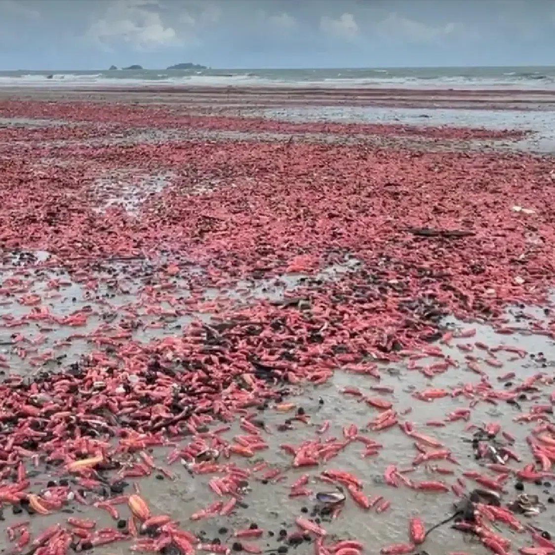 The pink sea cucumber wash-up at Suan Son Beach has drawn interest from many tourists.