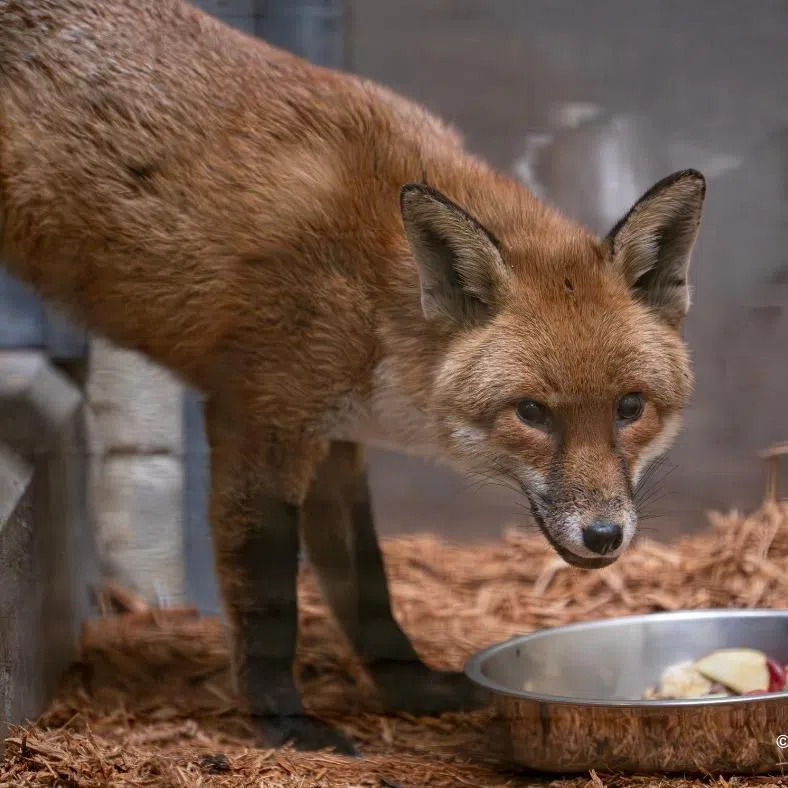 The fox was detected on arrival at the Port of New York and New Jersey.