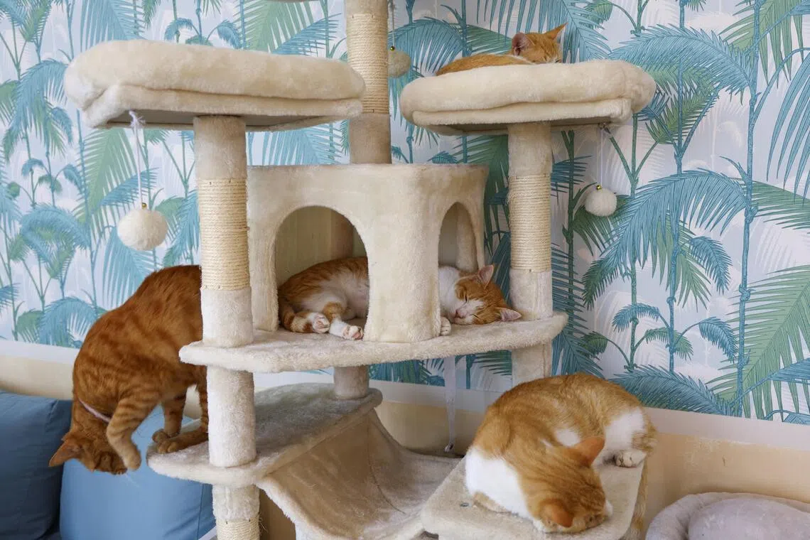 Scientists are beginning to think that even seemingly innocent cat behaviour – grooming another cat – might not always be nice.