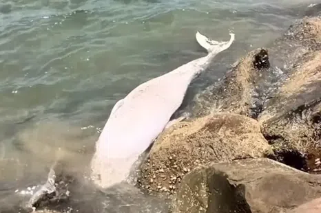 The Bryde’s Whale that was stranded and died along Tanjung Aru Beach 3 in Kota Kinabalu.