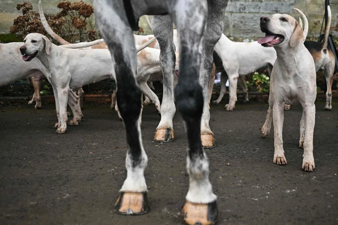 Dogs and horses of the members of the Old Surrey, Burstow and West Kent Hunt gathering at Chiddingstone Castle prior to the annual Boxing Day hunt, south of London on Dec 26, 2023. 