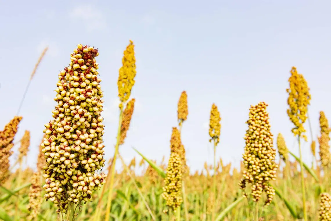 China is the top export market for US sorghum, which can be used to feed livestock, produce ethanol or make baiju liquor.