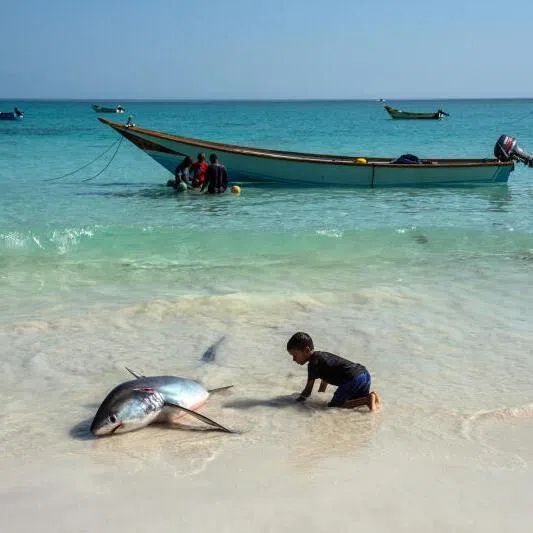 A boy looking at a thresher shark On the Yemeni island of Socotra, sometimes called  the "Galapagos Islands" of the Indian Ocean for its rich biodiversity.