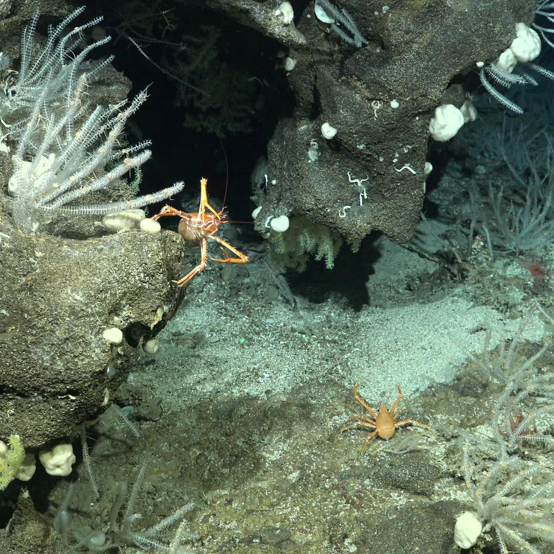 wxocean03 - A squat lobster in a coral garden on the southwestern flank of Rapa Nui

Credit: Schmidt Ocean Institute