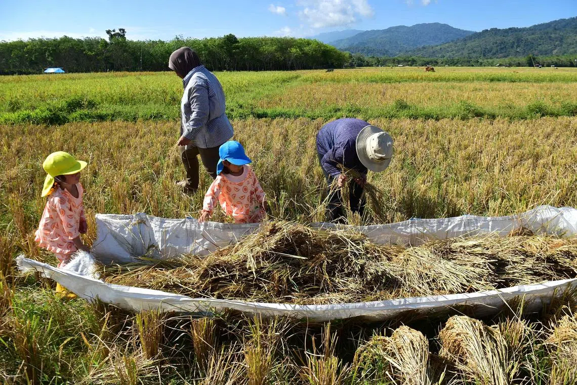 Farmers are joined by children helping to harvest rice in a field in the southern Thai province of Narathiwat on March 27, 2023. (Photo by Madaree TOHLALA / AFP)