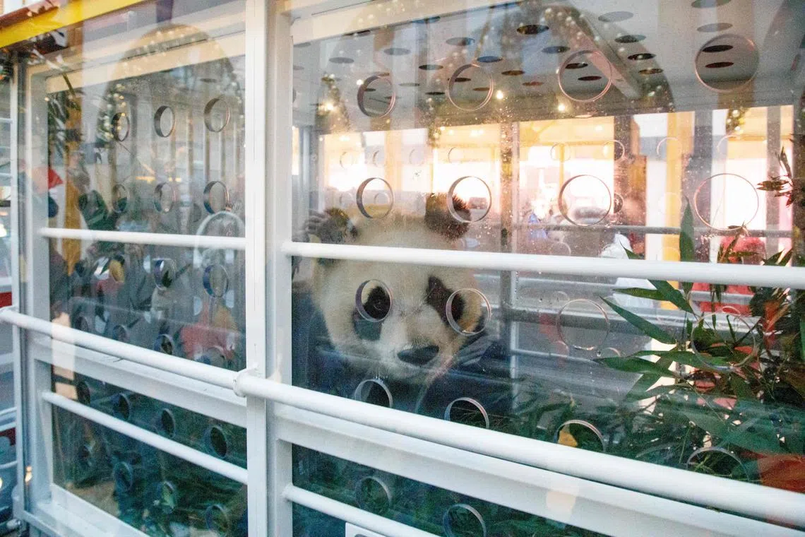 A panda in a cage during the departure to China of the young pandas Bao Di, Bao Mei and Tian Bao, the three giant pandas born at the Pairi Daiza animal park, in Brugelette, Belgium, on Dec 10, 2024. 